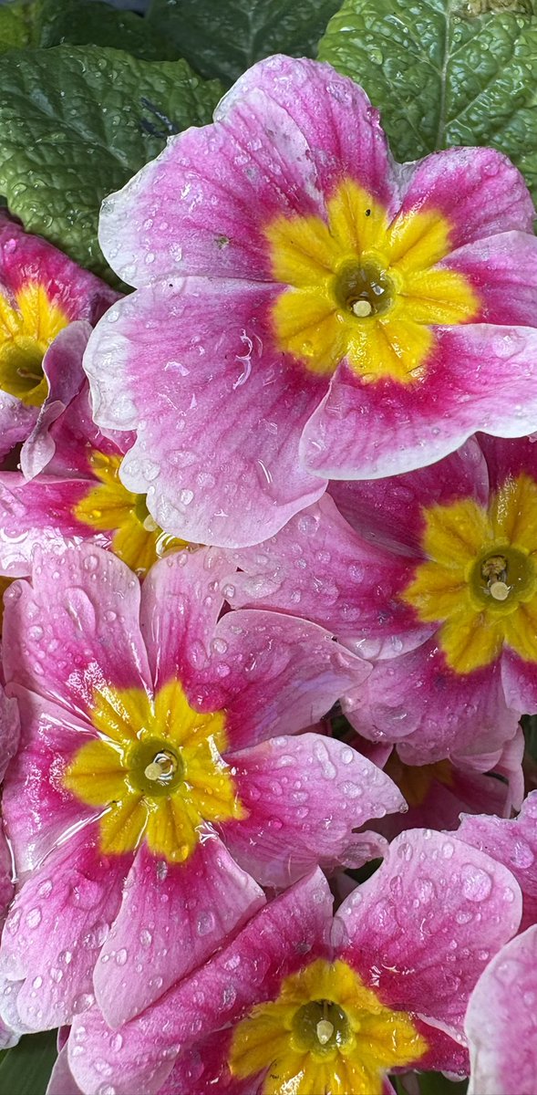 NATURAL GREEN GARDENS: Providing lawn care and garden maintenance services to keep your garden looking tidy all year long. Tailored lawn care &amp; maintenance packages to suit your garden. 👉📲 #lawncare #leeds #gardenmaintenance