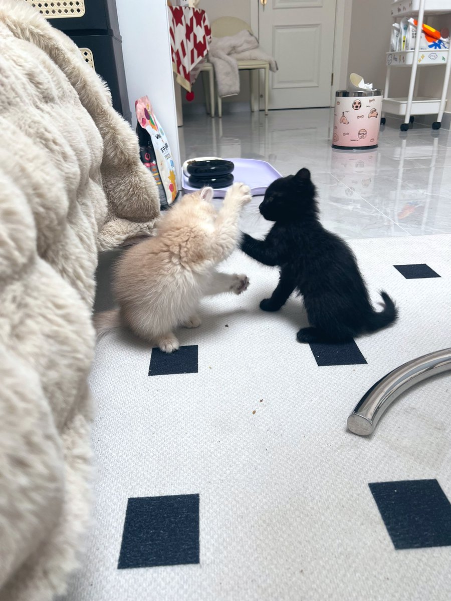 养猫的鱼 tweet media