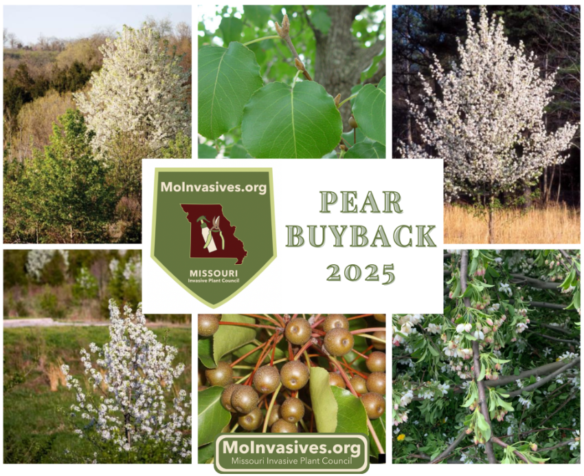 Register March 17 – April 17 for 2025 Callery Pear Tree Buyback with a photo of a cut-down Callery pear tree from your property and get a free replacement native tree. More at mdc.mo.gov/newsroom/regis…