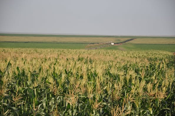 CopyThatKE's tweet image. Kenya spends billions importing food—yet we have enough land and water to produce our own. #InvestInIrrigation

The National Irrigation Sector Investment Plan (NISIP), launching March 21, 2025, at KICC from 9 AM, is about self-sufficiency. #RevolutionizingIrrigation

If countries…