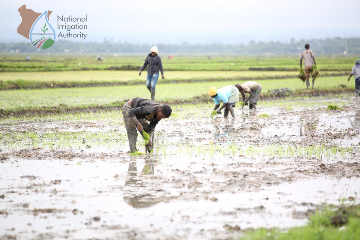 CopyThatKE's tweet image. Kenya spends billions importing food—yet we have enough land and water to produce our own. #InvestInIrrigation

The National Irrigation Sector Investment Plan (NISIP), launching March 21, 2025, at KICC from 9 AM, is about self-sufficiency. #RevolutionizingIrrigation

If countries…