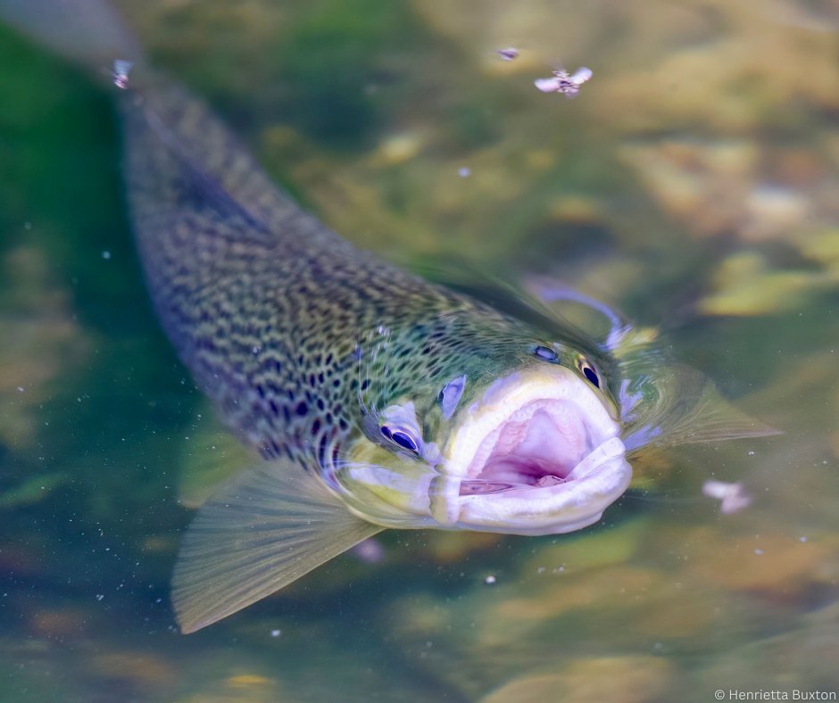 Our 2025 auction is now open for bidding! We have 422 Lots spanning art, books, experiences, hand-tied flies, and fishing days. The generosity of our auction bidders enables us to restore rivers for wild trout and countless other species 💙 Bid here: auction.wildtrout.org