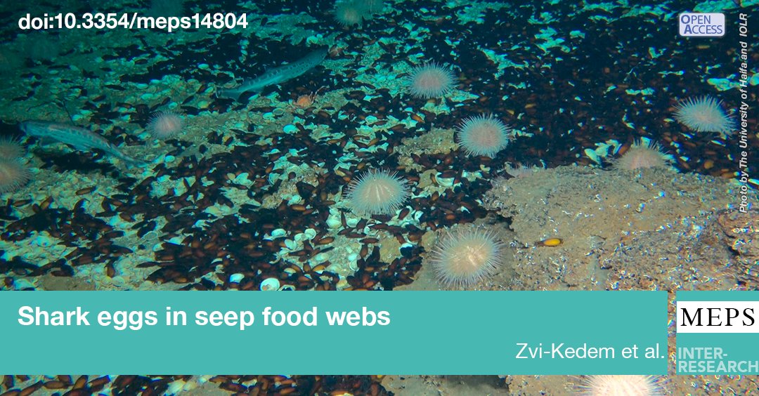 Countless #sharkeggs contribute to the #foodwebs of chemosynthetic #coldseep ecosystems in the deep Southeastern Mediterranean. Using amino acid stable isotopes, the authors uncover the unexpected trophic interactions hidden in the depths
bit.ly/meps_756_71