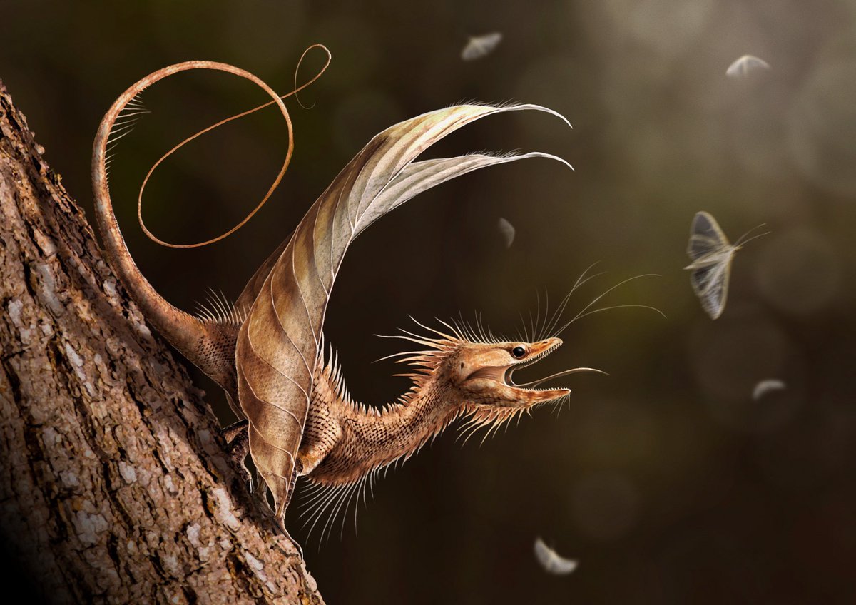 DragonsofWales tweet media