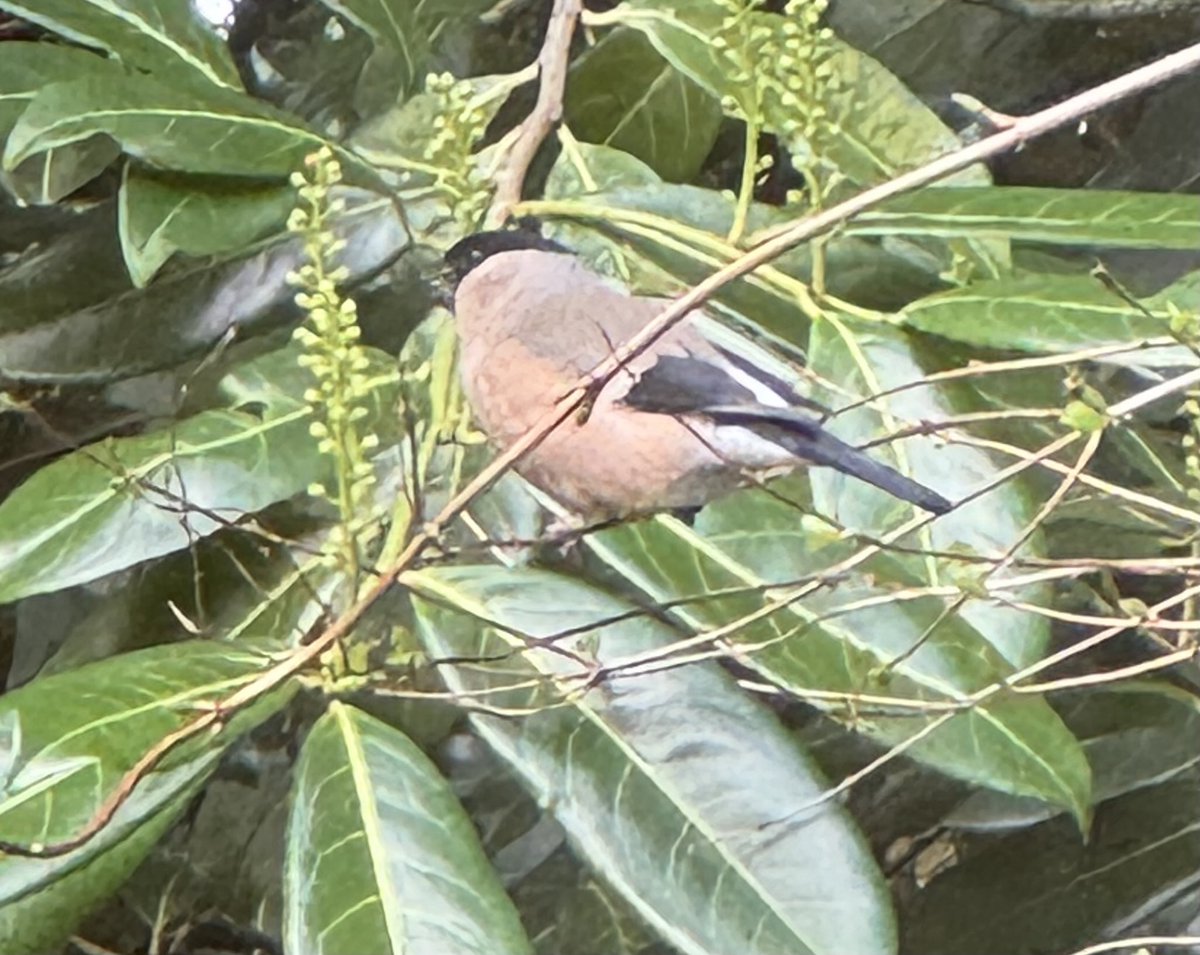 Lovely to see the bullfinches in the garden again ☺️