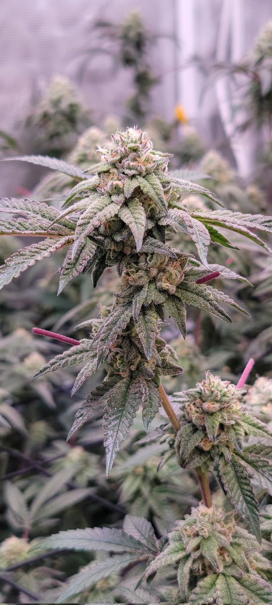 Early flowering pics -

Riddallar
(Red Velvet x E85 x Doggy Bag) 
X
Rare Candi (Project 4516 x Zkittlez)

*Red Velvet - Lemon Cherry Gelato x Pina Acai

*E85 - Lemon Cherry Gelato x Runtz

*Doggy Bag - Original Z x Project 4516

#WeedLovers #weedlife #Grandiflora #Horticulture