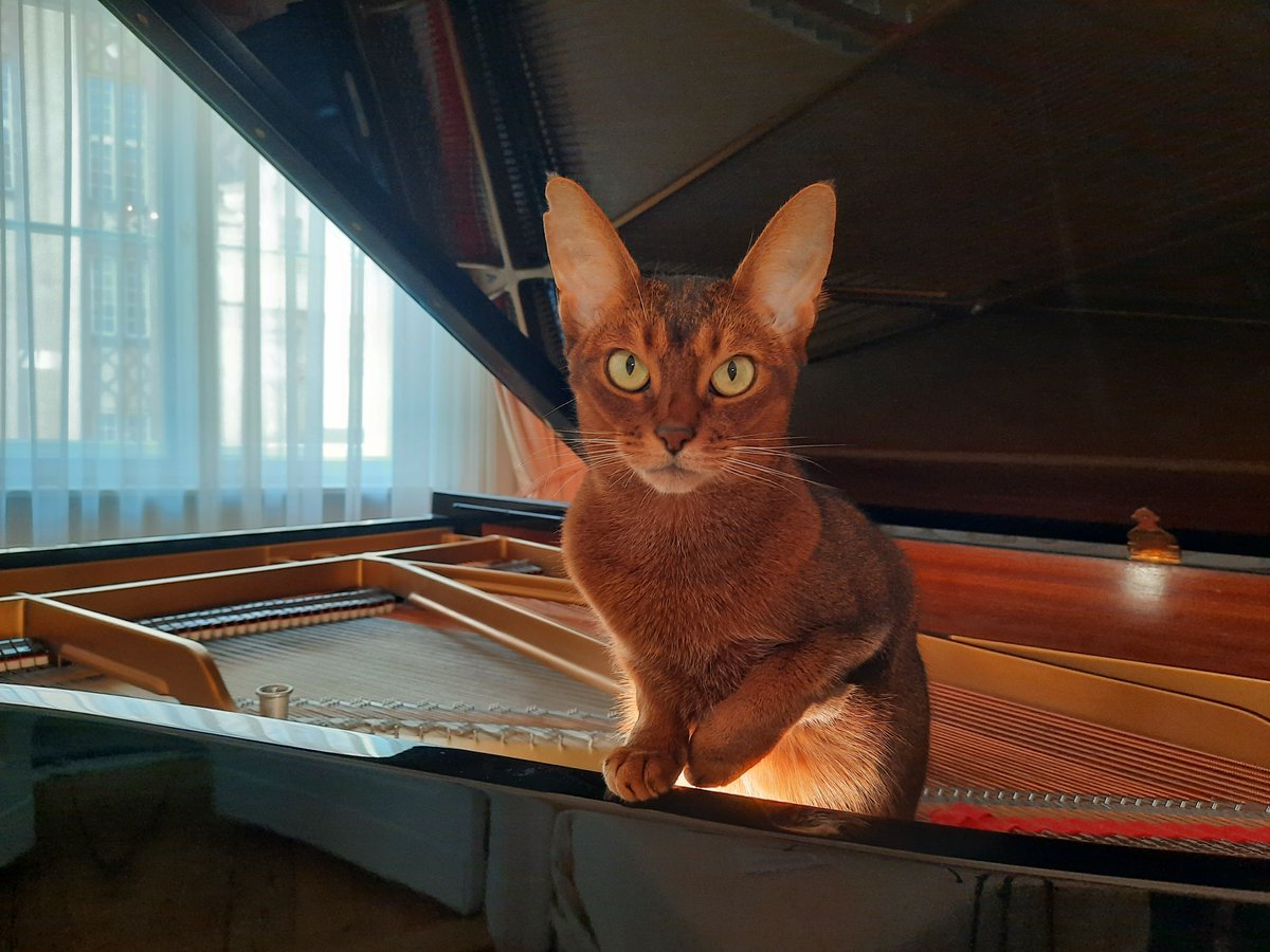 #Cat in the #piano: Masha wanted to participate in a recording... Wishing you all a peaceful and musical weekend !
#pianomusic