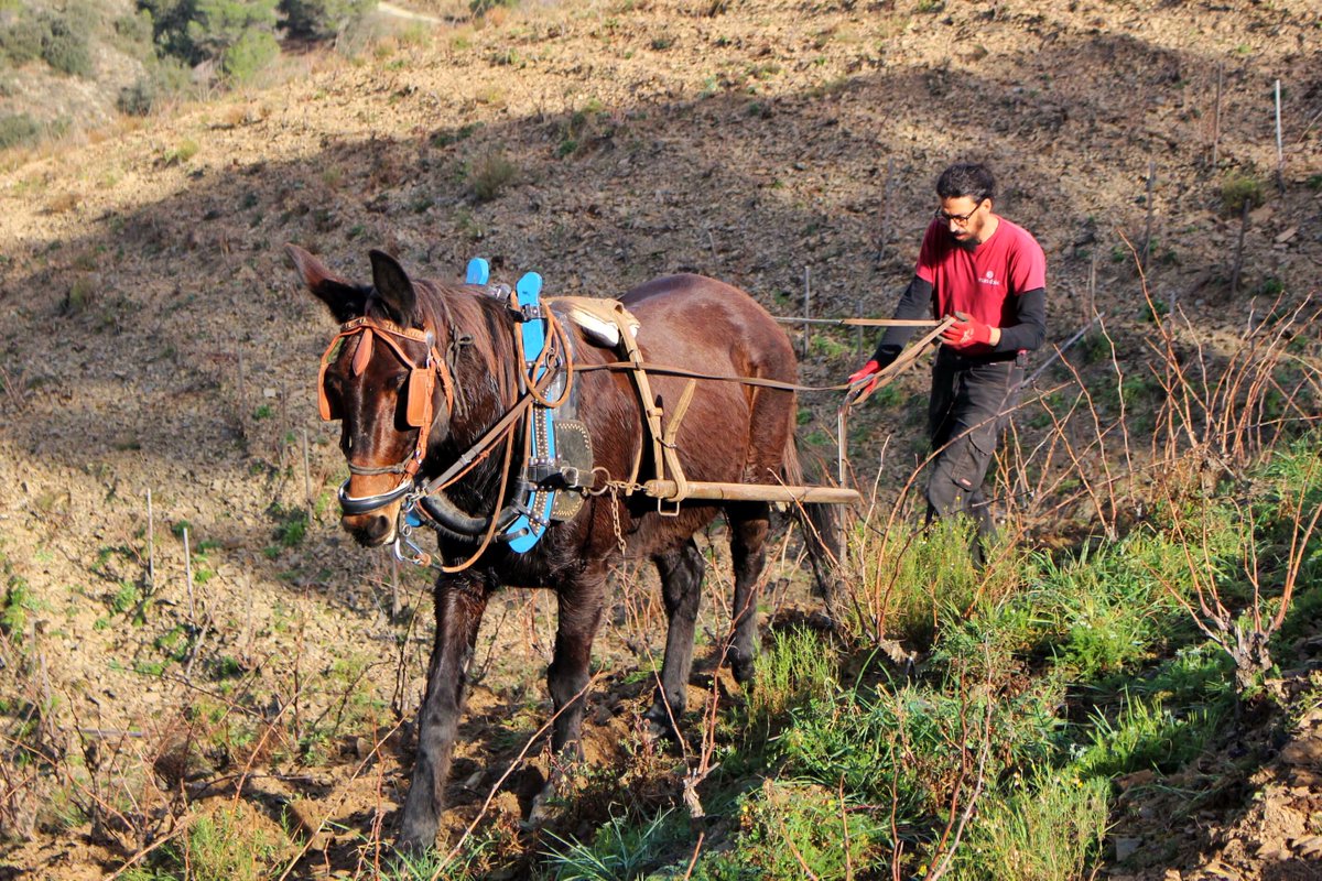 masdoix's tweet image. During the winter months we plough all the vineyards. We try to make it so that this is the only ploughing of the year, although, in particularly dry years, we may do a second one at the beginning of summer 🐴

—

#MasDoix
#aWindowToMasDoix
#MasDoixWinery
#Poboleda #Priorat