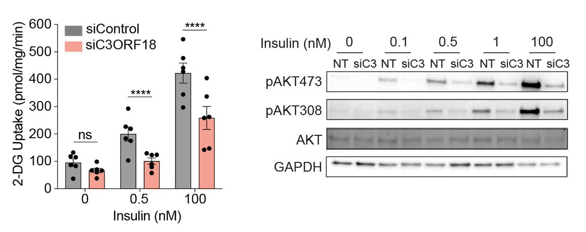 olivia_j_conway's tweet photo. Knockdown of C3ORF18 impaired the adipocyte insulin response. (4/5) https://t.co/dWSwfURAxO