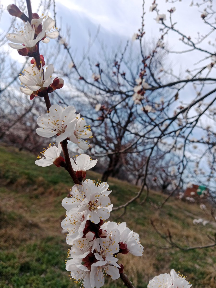 yzgcanan's tweet photo. Yaradanı huşu ile anlatan çiçekler,biraz huzur.Kendimle olan ilişkimi şefkatle iyileştirdiğim saatler.Cemil cidden:) #mood #kayısıçiçeği #apricot #myvillage #anitibariyle https://t.co/f3JKWgCLvi
