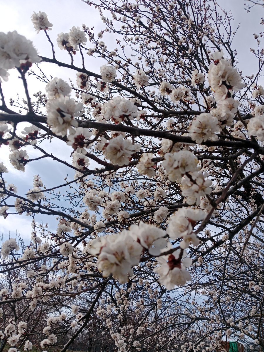 yzgcanan's tweet photo. Yaradanı huşu ile anlatan çiçekler,biraz huzur.Kendimle olan ilişkimi şefkatle iyileştirdiğim saatler.Cemil cidden:) #mood #kayısıçiçeği #apricot #myvillage #anitibariyle https://t.co/f3JKWgCLvi