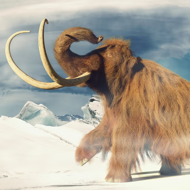 Kutub_joy's tweet photo. In an effort to de-extinction of #Wooly_mammoth, #mouse model was #CRISPR_edited to generate mammoth-centric genetic variants to mimic  mammoth-like hair phenotypes.
Do you think #GeorgeChurch and team would be able to bring back wooly mammoth?
@colossal 
https://t.co/njkgeYZPS2 https://t.co/YwuV6IGFLQ