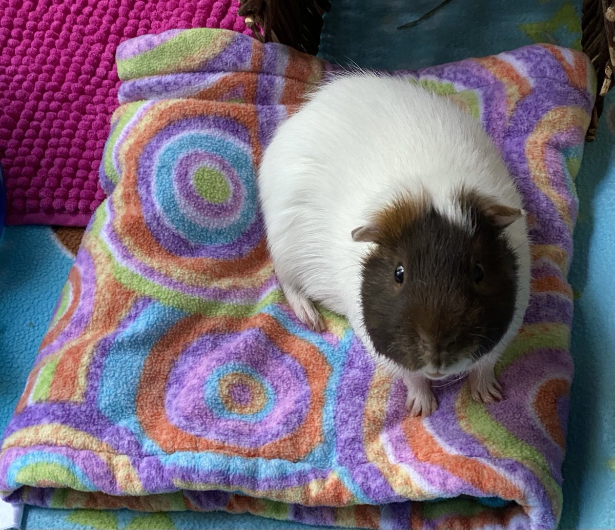 Oscar (@felixandoscar1) on Twitter photo 🌈Felix demonstrating the on top of the tunnel technique. #FelixFriday 🌈Felix demonstrating the on top of the tunnel technique. #FelixFriday