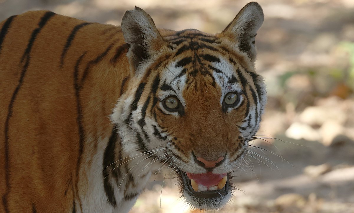 Chris Rodger tweet media