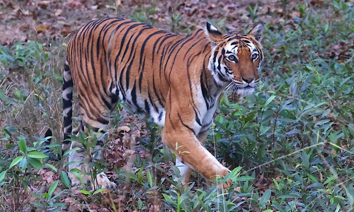 Chris Rodger tweet media