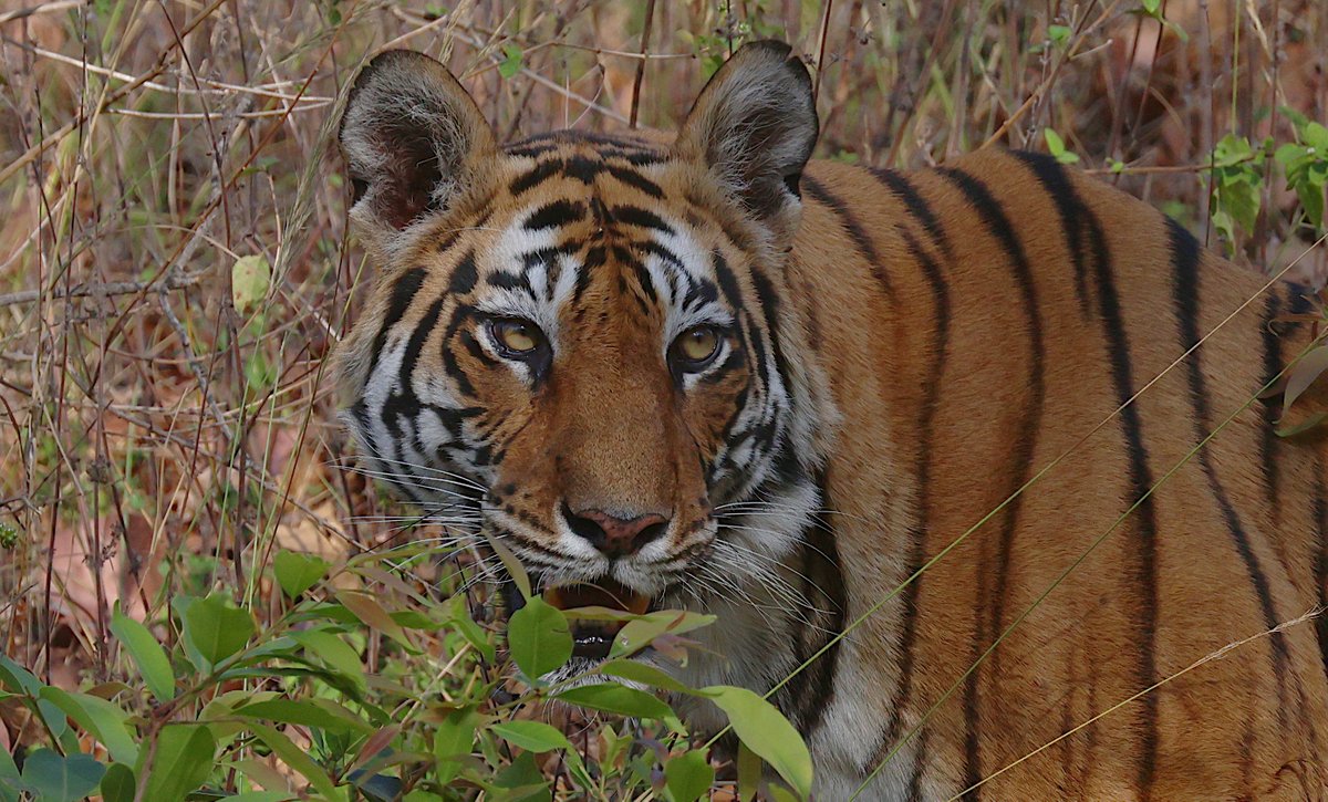 Chris Rodger tweet media