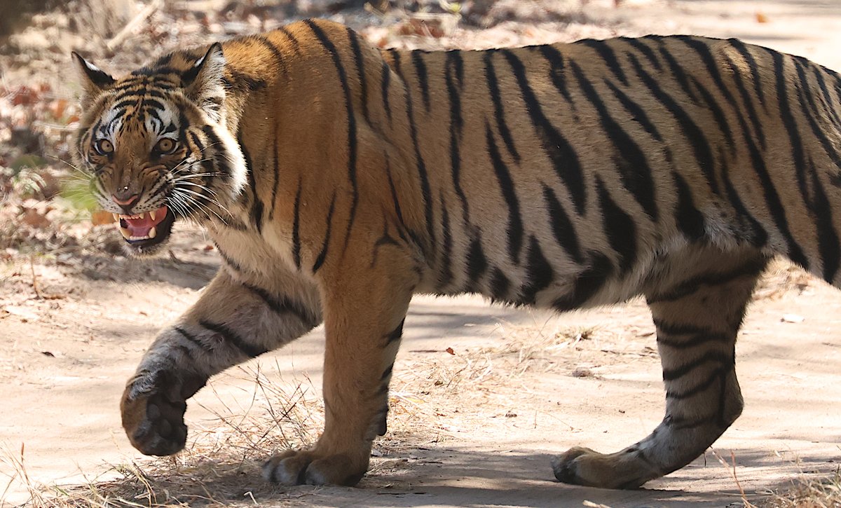 Chris Rodger tweet media