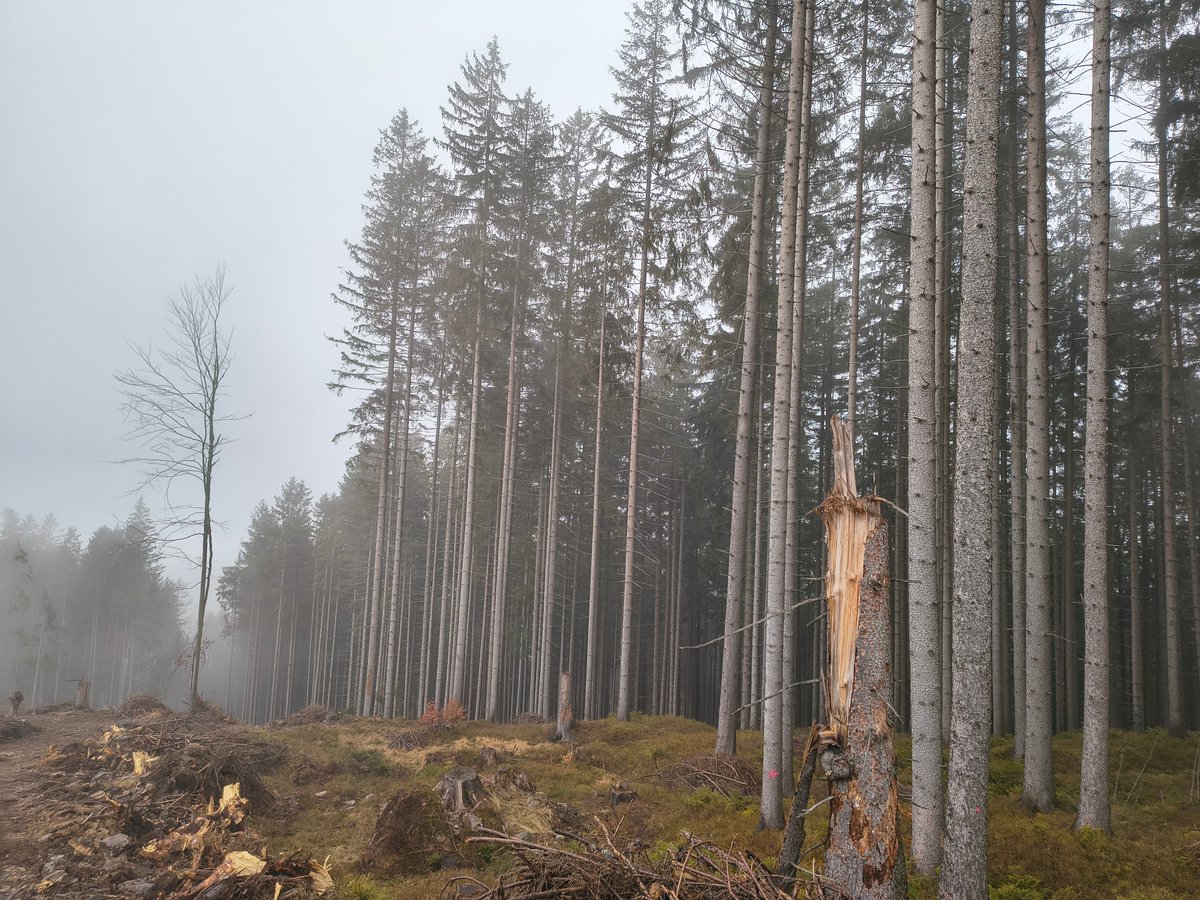 🔬🌲The Slovak part of #RESDINET is selecting a study area in Veľký Polom Nature Reserve, Slovakia, to research a wind-triggered bark beetle outbreak using drones &amp; sap flow analysis to assess spruce susceptibility #forestresearch #remotesensing #barkbeetle