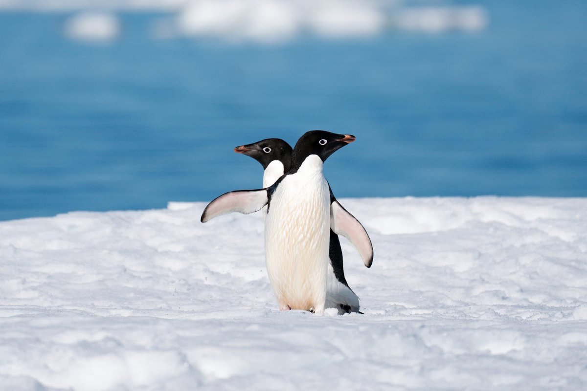 divergenttravel's tweet photo. 📍 Coulman Island, Ross Sea, Antarctica 🇦🇶
This is Antarctica. Wild, unpredictable, and humbling in every way.
Huge thanks to @HeritageExp and @AdventureLifer for making moments like these possible!
#Adventure #RossSea #ExpeditionCruise #PolarExperts #HeritageExpeditions #Adventurelifer #Widlife #Antarctica