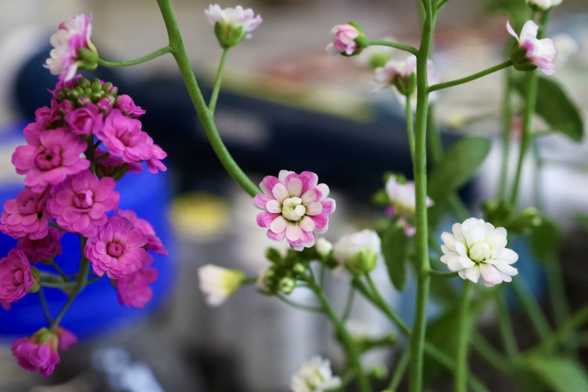New Arabidopsis thaliana flower designs ✨