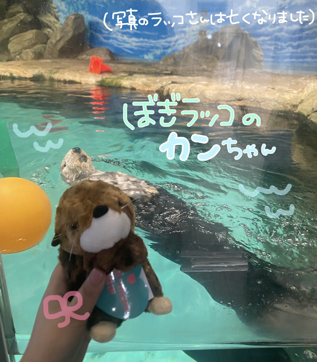calmbogey's tweet photo. 🫧おとももち紹介🏖
ྀི🦦カンちゃん(made in cambodiaだったので)♂
ྀི🫧もたりん(マナティ)♀
ྀི🐶ちぎり(主がお仕事頑張ると契り交わしたので)♂
ྀི🤍🦭いわゆる︎︎(白)♂
ྀི🩶🦭おおらか︎︎(グレー)♀
 #ぬい活 #ぬいぐるみ #ぬい撮り 
 #ぬいぐるみ好きさんと繋がりたい https://t.co/1p0UemJ8tQ