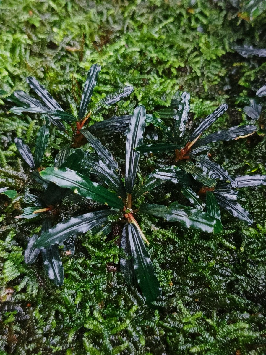 nativeplant13's tweet image. Croc

#bucephalandra #buce #bucephalandraplant #buceplant #bucephalandrasp #bucephalandras #bucep #bucephalandralovers #paludarium #terarium #aquaticplants #teamborneo #nativeplantborneo #ブセファランドラ #ナチュラプランツ