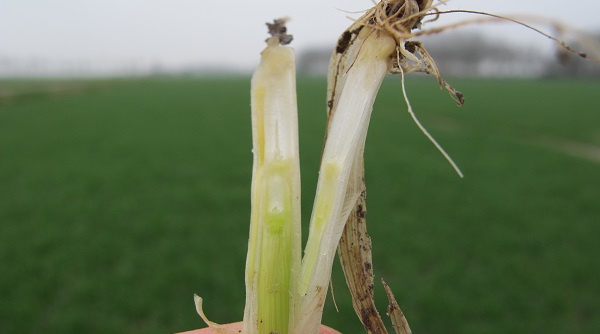 Groeiregulatie in wintergranen, uitgevoerd op het juiste moment, levert de rest van het seizoen alleen gemak op. #Prodax is betrouwbaar, veilig en effectief onder alle omstandigheden en in elke mix. Bekijk het advies #Groeiregulatie #Wintergranen 

bit.ly/3FsbpGa