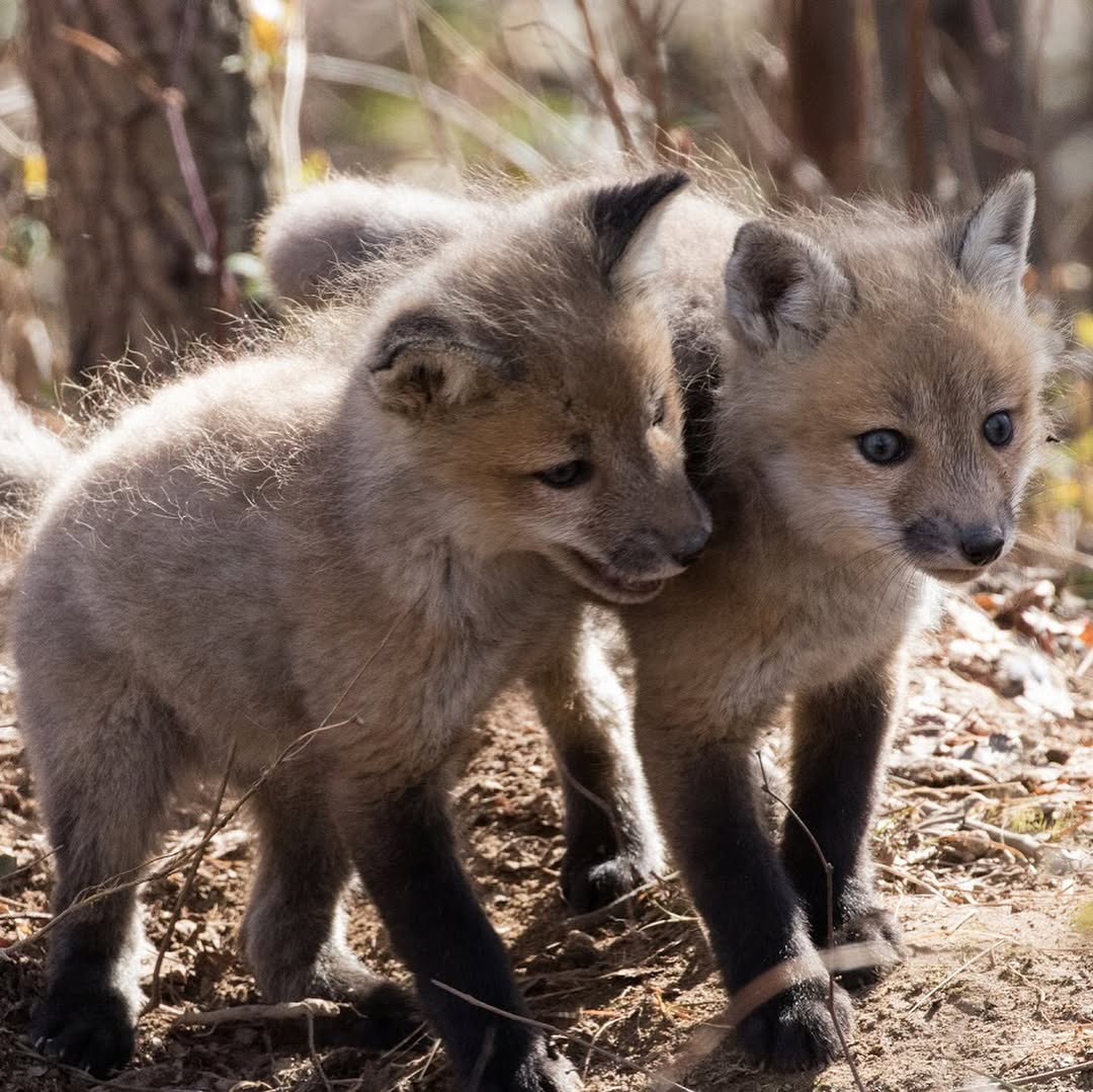 Today, we're celebrating 122 years of the National Wildlife Refuge System! Founded by President Teddy Roosevelt to protect birds from overhunting, these refuges continue to be a sanctuary for wildlife and a haven for nature lovers—like these adorable fox kits!  

Photo by @usfws