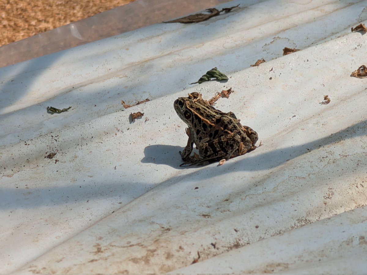 VanFarm0079's tweet photo. テントウムシ🐞の先輩
終身雇用のカエルくん🐸が元気に働き始めました
蝶とか蛾🦋を年中無休で食べる働きものです🐸 https://t.co/U7PPes8SW1