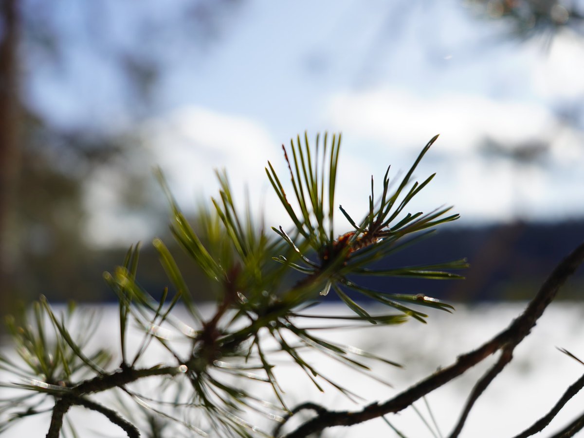 Wandrovik's tweet image. Прогулялся по озеру🥹