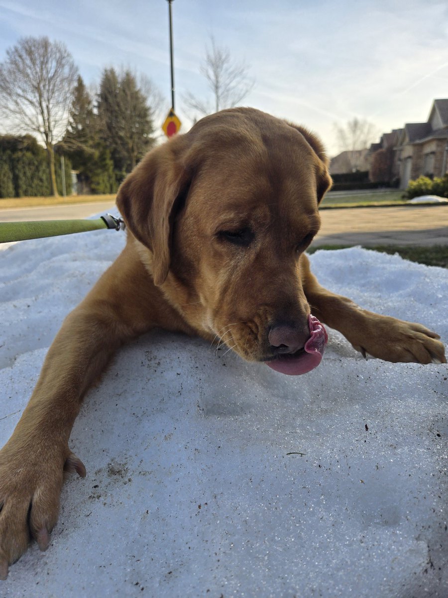 key_lime_skye's tweet photo. his last patch of snow https://t.co/ICGBtrgAto
