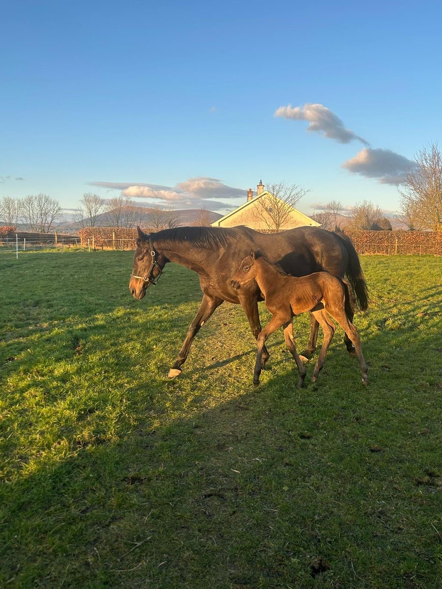 Foal Friday with this gorgeous colt by Marie's Diamond out of Amhrasach!💎🐎 #rpfoalgallery <a href="/rpbloodstock/">Racing Post Bloodstock</a> #foalfriday