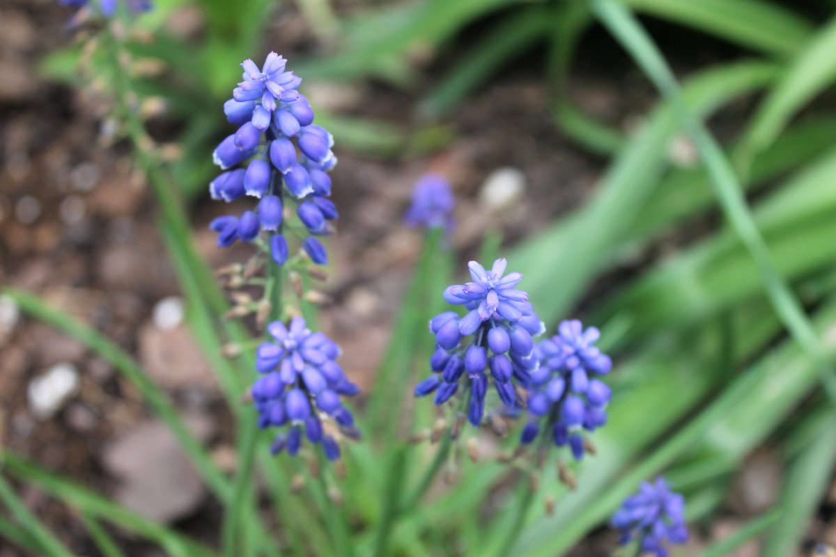 HuertodelCura's tweet photo. Seguimos con los #bulbos del huerto😍, esta vez os presentamos la #Muscari armeniacum una especie de planta con flores de la subfamilia Scilloideae de las escila, de la familia de los espárragos Asparagaceae. Es conocida popularmente como muscaris, #nazarenos o uvas de jardín. https://t.co/LfWrh9GItb