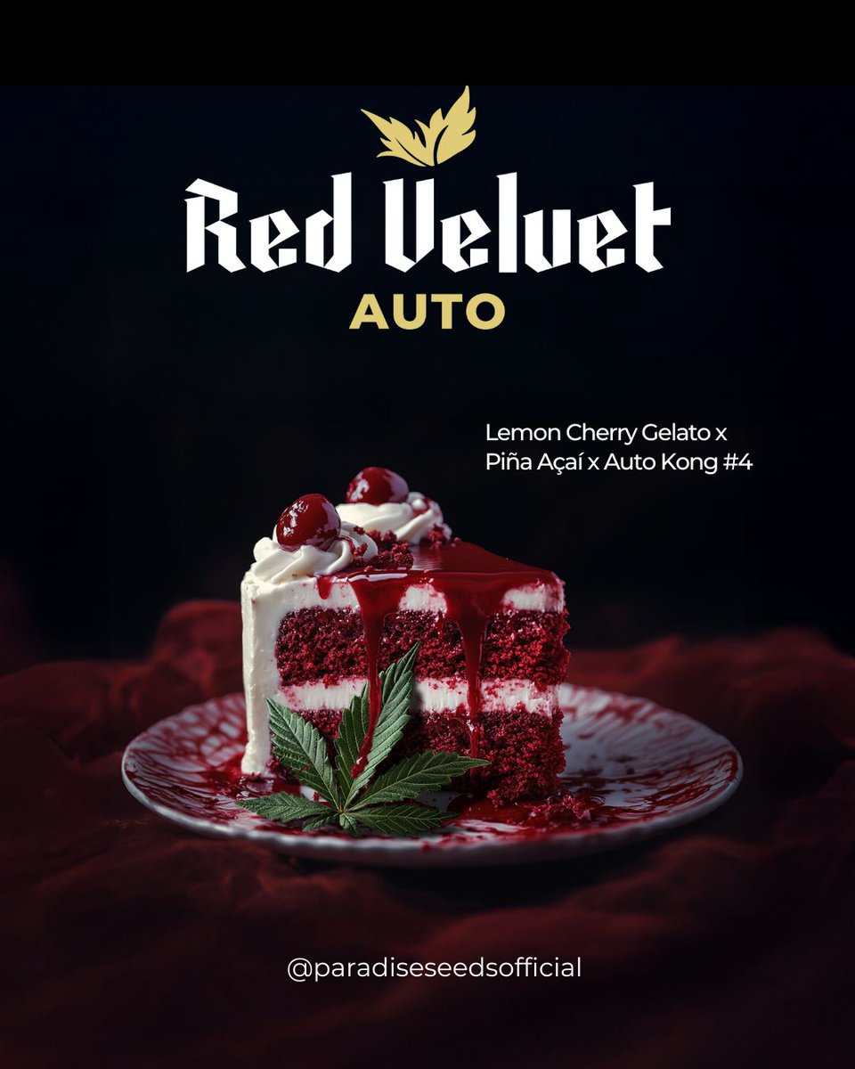 paradiseseeds's tweet photo. ๐#RedVelvetAuto is officially live!๐A next-gen #autoflower packed with premium genetics, rich aromas, and effortless growth๐ฅ
๐Be the first to discover it at @FeriaSpannabis, find us at ๐๐ผ๐ผ๐๐ต ๐ฎ๐ฌ & be the first to hear all about it!
#paradiseseeds #finestseedcollection https://t.co/gFvaDLESu8
