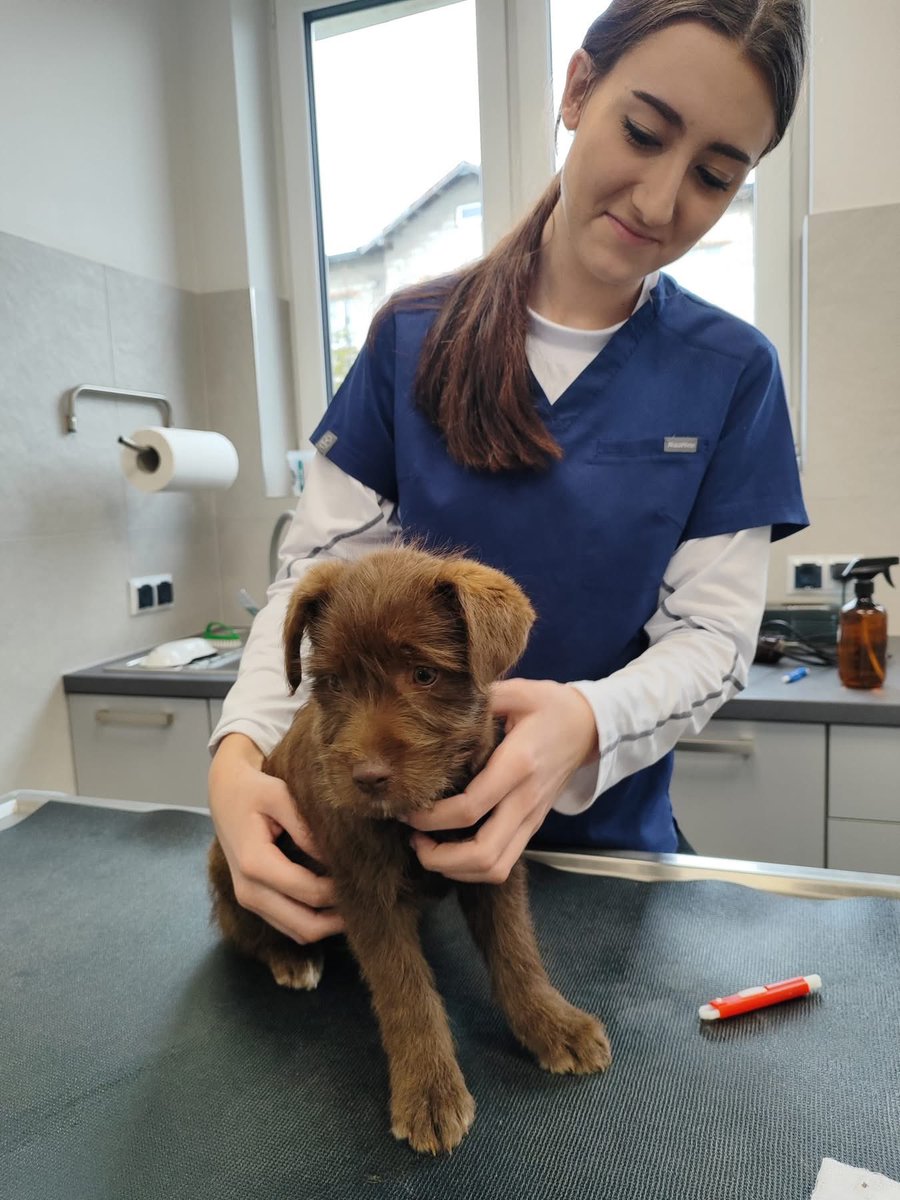 Znalezione psie dziecko. Czeka na odbiór w Herbach przy ul. Kościuszki. Miał jechać do schroniska, ale go przejeliśmy. Maluszek jest przerażony, na widok człowieka od razu chce uciec. 
☎️kontakt 694132231
Maluch szuka domu  aby nie musiał iść na kojce.
FundacjaPsiaDuszka