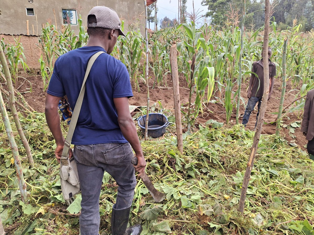 FTuFidele's tweet photo. Agriculture contribute to the climate change when is done in wrong ways but it can play crucial role in preventing and adaptation to the climate change effects when is done in right ways. ##ClimateActionNow  #GreenRisingRwanda https://t.co/BQv1YpHotF