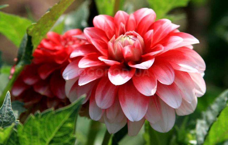 Анна Гордеева (@_anna_gordeeva) on Twitter photo <a href="/Yuliya_Verina/">Юлия Верина 🍁</a> <a href="/Dominik_Svetova/">Доминика Светова</a> <a href="/Mari__Samsonova/">Мария Самсонова 💕</a> <a href="/_Nata_Sokol/">Наталья Соколова </a> <a href="/_Mila_Romanova/">Мила Романова 🔙</a> <a href="/_VitaKnyazeva/">Виталия Князева</a> <a href="/Lara_Smurova/">Лариса Смурова 🚀</a> <a href="/Alisiya_Pankova/">Алисия Панкова 💥«</a> <a href="/Dana__Levina/">💞 Дана Левина 💞</a> <a href="/_NikaSmirnova/">Ника Смирнова 🦋</a> <a href="/_PolinaSavina/">Полина Савина 🧢</a> <a href="/_TatyanaGolub/">Татьяна Голубева 🔥«</a> <a href="/Evelina__Lapina/">Эвелина Лапина</a> <a href="/Mishel_Lebedeva/">Мишель Лебедева</a> <a href="/BogSuvorova/">Богдана Суворова</a> <a href="/Karina__Zimina/">Карина Зимина 🦋</a> <a href="/Frolova__Nastya/">Анастасия Фролова ✨</a> <a href="/Val_Valereva/">Валентина Валерьева</a> <a href="/Evgen_Safina/">Евгения Сафина</a> <a href="/Alina__Azarova/">Алина Азарова 🔥</a> <a href="/Liza_Vesnina/">Лизавета Веснина</a> <a href="/Sveta_Makeina/">Светлана Макеина</a> <a href="/Kseniya_Aksen/">Ксения Аксенова</a> <a href="/_OksanaFirsova/">Оксана Фирсова</a> <a href="/Roza_Rakitina/">Роза Ракитина</a> <a href="/IrishaKoroleva/">Ирина Королева</a> <a href="/_VladaBelova/">Влада Белова</a> <a href="/ya__chara/">Яна</a> <a href="/alberiniks/">Нина Альбертова</a> <a href="/lady__travel/">Нинэлька</a> <a href="/Ansupers/">Анастасия</a> <a href="/Alisa550055/">Алиса</a> <a href="/glamour__fifa/">Нэнси</a> <a href="/santairis_/">Ириска</a> <a href="/polovinkamoya/">Валентина</a> <a href="/niguzan/">Нина</a> <a href="/moyi_angel/">Ангелина</a> <a href="/ledi__briz/">Алина Голубкова</a> <a href="/Irina__Grad/">Ирина Градова</a> <a href="/shelkalina/">Galina Shelest</a> <a href="/leopoldolarag/">Leopoldo Lara</a> <a href="/P_barbaricina/">Patricia ♦️®🇮🇹</a> <a href="/VictoriAGVelan1/">Victoria Guerrero Velandia</a> <a href="/alpost19718/">Istina</a> <a href="/Anatolii70/">.Анатолий70</a> <a href="/Igor55549244/">Igor</a> <a href="/Vladimi94915948/">Vladimir</a> <a href="/math_007tutor/">Цифровой репетитор по математике физике английский</a> <a href="/olv42/">Анна Ильиных</a> <a href="/iO0WDvcSpnyOba5/">Люба</a> <a href="/Yuliya_Verina/">Юлия Верина 🍁</a> <a href="/Dominik_Svetova/">Доминика Светова</a> <a href="/Mari__Samsonova/">Мария Самсонова 💕</a> <a href="/_Nata_Sokol/">Наталья Соколова </a> <a href="/_Mila_Romanova/">Мила Романова 🔙</a> <a href="/_VitaKnyazeva/">Виталия Князева</a> <a href="/Lara_Smurova/">Лариса Смурова 🚀</a> <a href="/Alisiya_Pankova/">Алисия Панкова 💥«</a> <a href="/Dana__Levina/">💞 Дана Левина 💞</a> <a href="/_NikaSmirnova/">Ника Смирнова 🦋</a> <a href="/_PolinaSavina/">Полина Савина 🧢</a> <a href="/_TatyanaGolub/">Татьяна Голубева 🔥«</a> <a href="/Evelina__Lapina/">Эвелина Лапина</a> <a href="/Mishel_Lebedeva/">Мишель Лебедева</a> <a href="/BogSuvorova/">Богдана Суворова</a> <a href="/Karina__Zimina/">Карина Зимина 🦋</a> <a href="/Frolova__Nastya/">Анастасия Фролова ✨</a> <a href="/Val_Valereva/">Валентина Валерьева</a> <a href="/Evgen_Safina/">Евгения Сафина</a> <a href="/Alina__Azarova/">Алина Азарова 🔥</a> <a href="/Liza_Vesnina/">Лизавета Веснина</a> <a href="/Sveta_Makeina/">Светлана Макеина</a> <a href="/Kseniya_Aksen/">Ксения Аксенова</a> <a href="/_OksanaFirsova/">Оксана Фирсова</a> <a href="/Roza_Rakitina/">Роза Ракитина</a> <a href="/IrishaKoroleva/">Ирина Королева</a> <a href="/_VladaBelova/">Влада Белова</a> <a href="/ya__chara/">Яна</a> <a href="/alberiniks/">Нина Альбертова</a> <a href="/lady__travel/">Нинэлька</a> <a href="/Ansupers/">Анастасия</a> <a href="/Alisa550055/">Алиса</a> <a href="/glamour__fifa/">Нэнси</a> <a href="/santairis_/">Ириска</a> <a href="/polovinkamoya/">Валентина</a> <a href="/niguzan/">Нина</a> <a href="/moyi_angel/">Ангелина</a> <a href="/ledi__briz/">Алина Голубкова</a> <a href="/Irina__Grad/">Ирина Градова</a> <a href="/shelkalina/">Galina Shelest</a> <a href="/leopoldolarag/">Leopoldo Lara</a> <a href="/P_barbaricina/">Patricia ♦️®🇮🇹</a> <a href="/VictoriAGVelan1/">Victoria Guerrero Velandia</a> <a href="/alpost19718/">Istina</a> <a href="/Anatolii70/">.Анатолий70</a> <a href="/Igor55549244/">Igor</a> <a href="/Vladimi94915948/">Vladimir</a> <a href="/math_007tutor/">Цифровой репетитор по математике физике английский</a> <a href="/olv42/">Анна Ильиных</a> <a href="/iO0WDvcSpnyOba5/">Люба</a>
