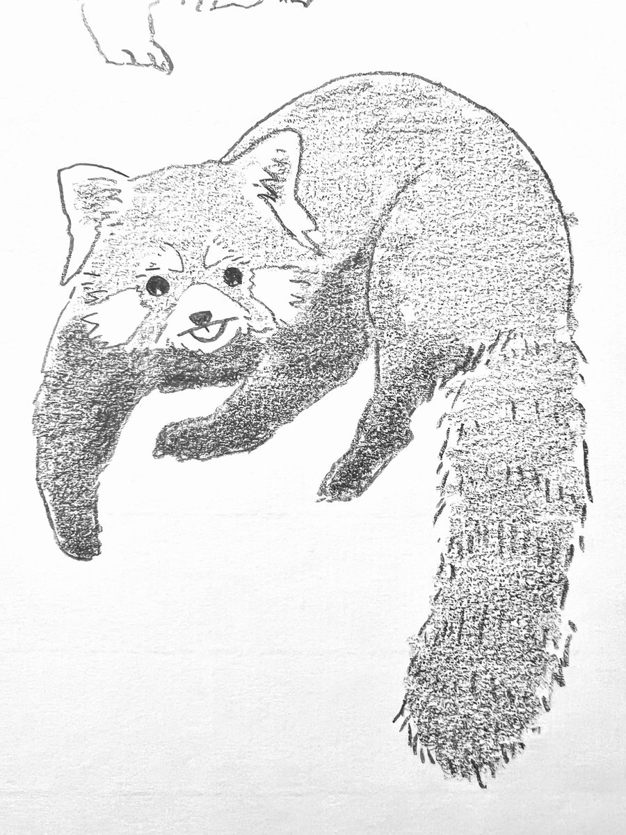 レッサーパンダ むず 