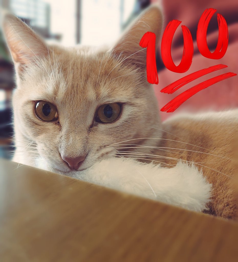 猫じゃらしをくわえた虚無猫
