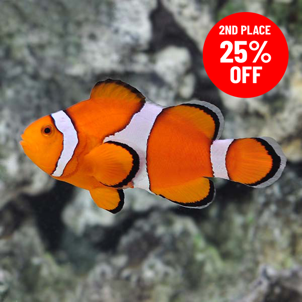 LiveAquaria's tweet photo. Save 20%, 25% or 30% right now! Your favorite fish were voted for, and the results are in. Shop the most popular saltwater fish at great savings during our Vote &amp; Save event. Ends soon. https://t.co/5WaOrwuInr
#saltwater #marine #reef #nanofish #reefsafefish #nano #fishsale https://t.co/RW71MXv0Ak