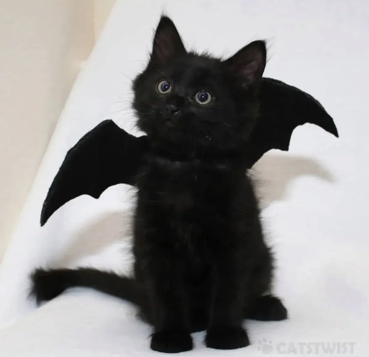 Black cats are not bad luck (@visualscat) on Twitter photo 