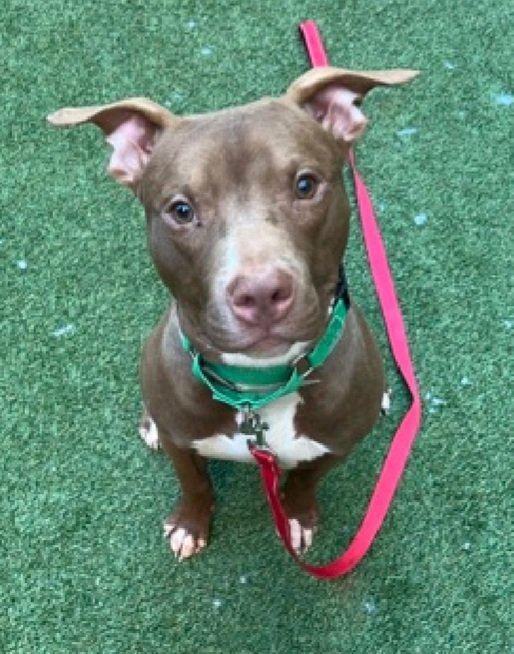 💔Saint💔
#NYCACC #221415 5M
▪️Relisted TBK: 3/15💉 

Precious, sweet baby's 💔, struggling in scary shelter!
Playful, exuberant puppy's stressed, leash biting, jumping.
Of course he is, he's a BABY!
Needs loving, all adult, N.East #Foster, 4 structure? 2 decompress.

DM