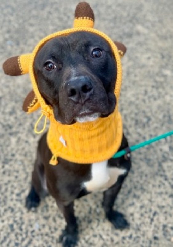 MyBoxerLuvMac1's tweet photo. 💔Figgy💔
#NYCACC #217189 2y
▪️Relisted TBK: 3/15💉 

Precious sweetie's💔, removed from list recently, relisted!
Affectionate, social + loose body w handlers.
Stressed in tiny cell, leash bites.
Who can blame him?
Underweight, deserves loving, N.East #Adopter/#Foster, 4 TLC, 2 blossom.

DM @CathyPolicky
Pls #pledge
💞F
https://t.co/NviReoUDph