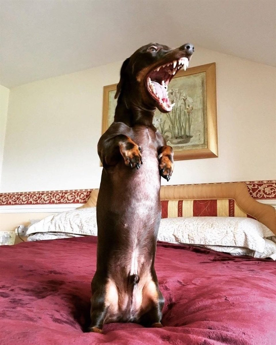 Ya me cansé de ser un perrito, ahora seré un T-Rex 🦖