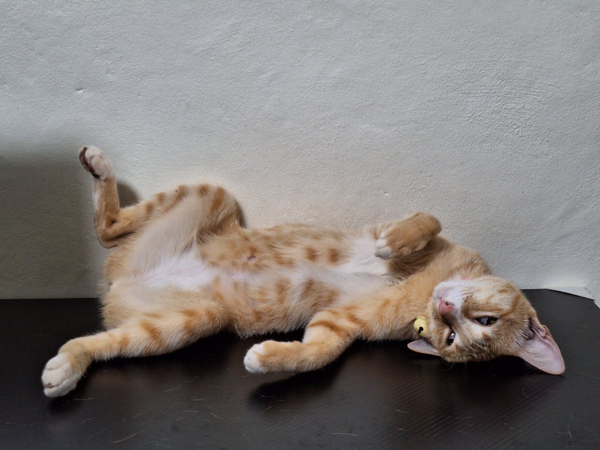narubetAIIZ's tweet image. GM $algo
Meowwwwwww!