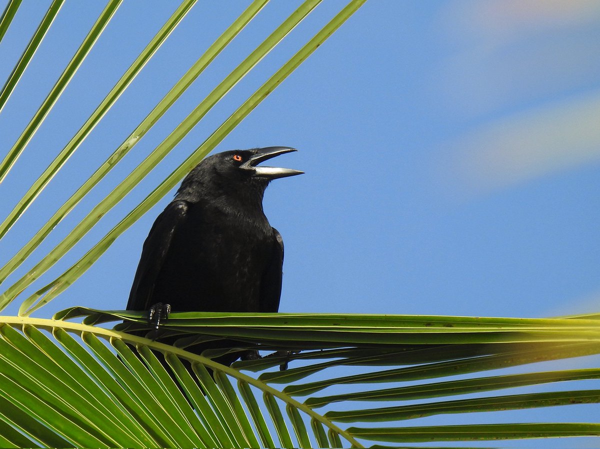 White-necked Crow - beady red eyes and the most un-corvid call of any sps I've seen! Worth a Google 🎶 🇩🇴 #birding #dominicanrepublicbirding #birds #birdphotography #BirdsSeenIn2025