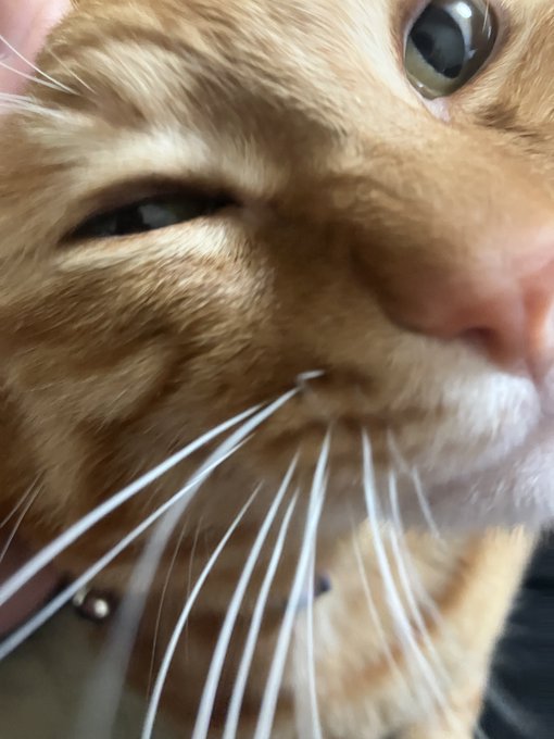 アタックオブにゅーねこし 