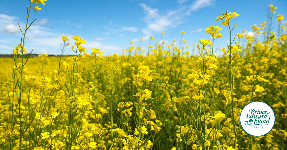 🌾🚜 Follow the new Facebook page: PEIAgriculture for updates, resources, and insights on local farming, sustainability, and food security. Stay connected with the agriculture community and support a sustainable future! 🌱👩‍🌾