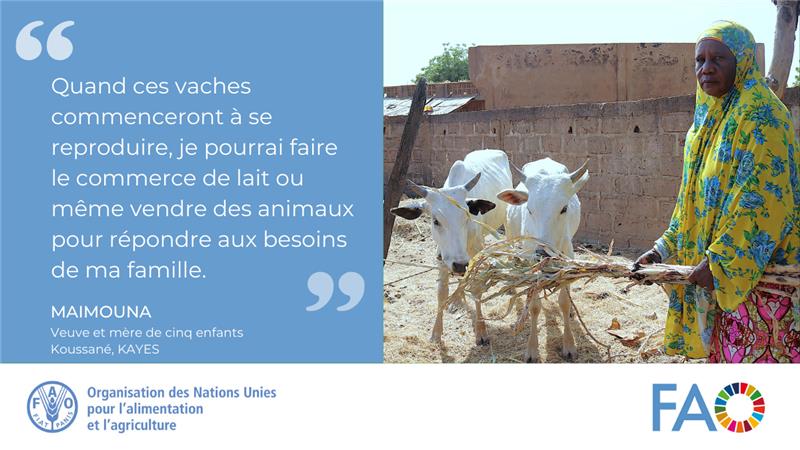 FAOMali's tweet image. #Koussané, renforcer la résilience des ménages vulnérables à travers la distribution d&apos;animaux. 
Cette action de promotion du cycle de production animale s&apos;inscrit dans le cadre du Programme #SD3C mis en oeuvre par @FAOMali, @WFP_Mali &amp;amp; partenaires avec le soutien 💰 de @leFIDA.