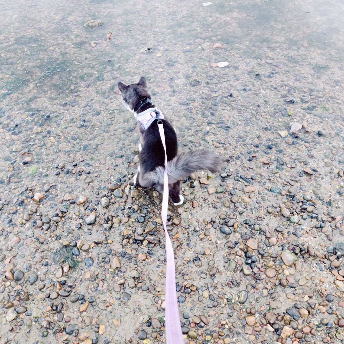 KickerzD tweet media